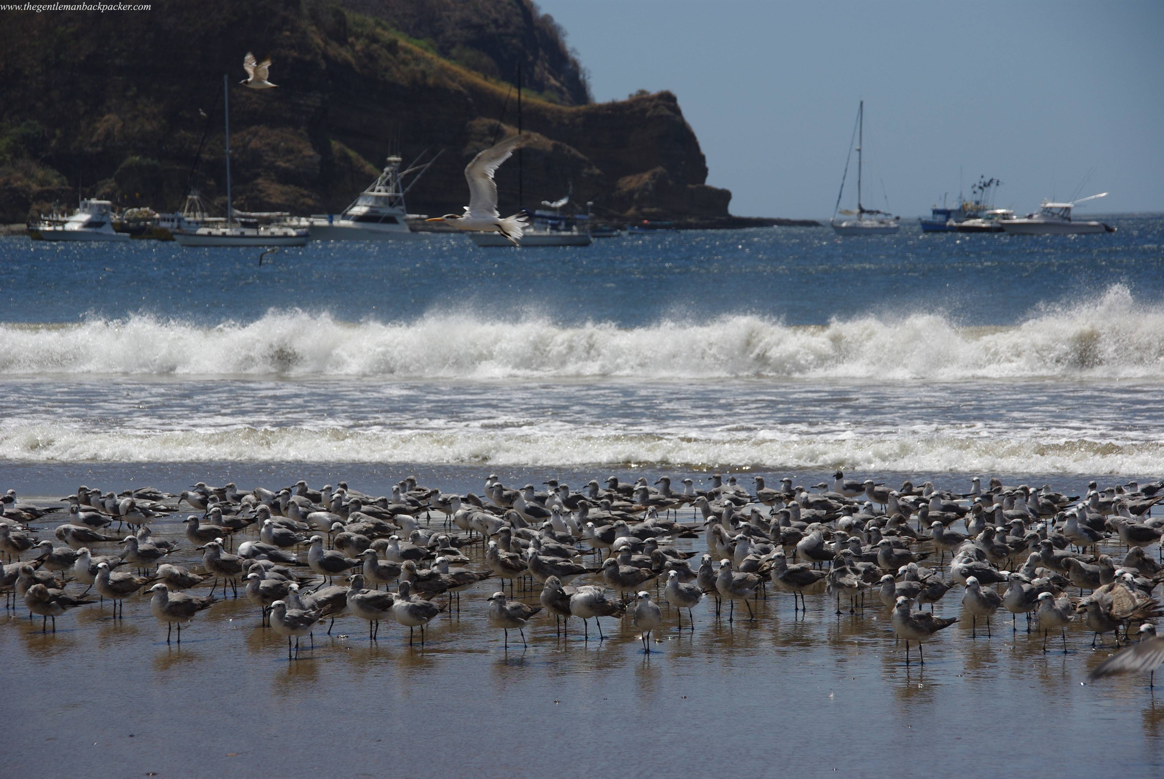 Gulls and terns feeding on molluscs at low tide, San Juan del Sur