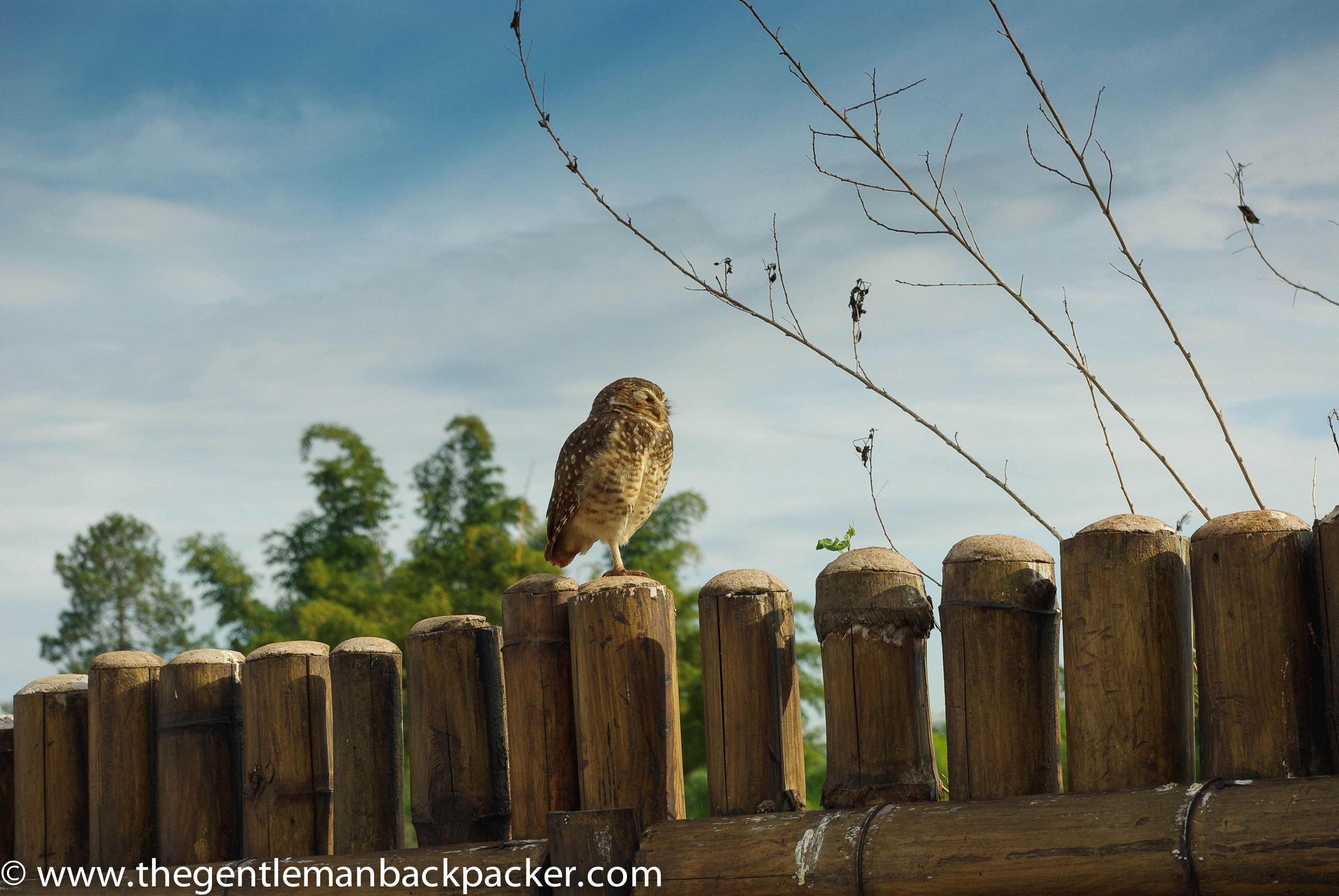 Wildlife spotting at Iguazu