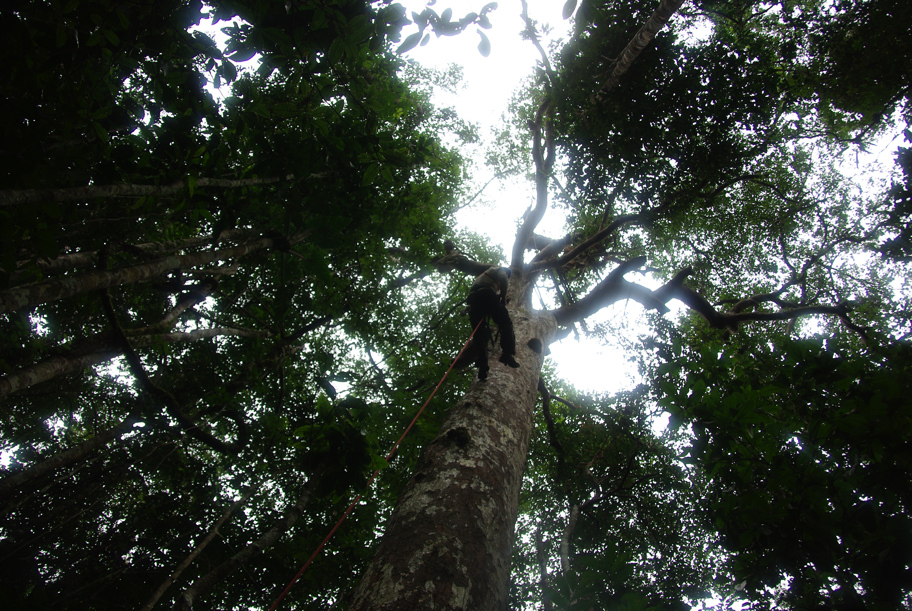 Going up into the canopy; we hoped to see so much from up there.