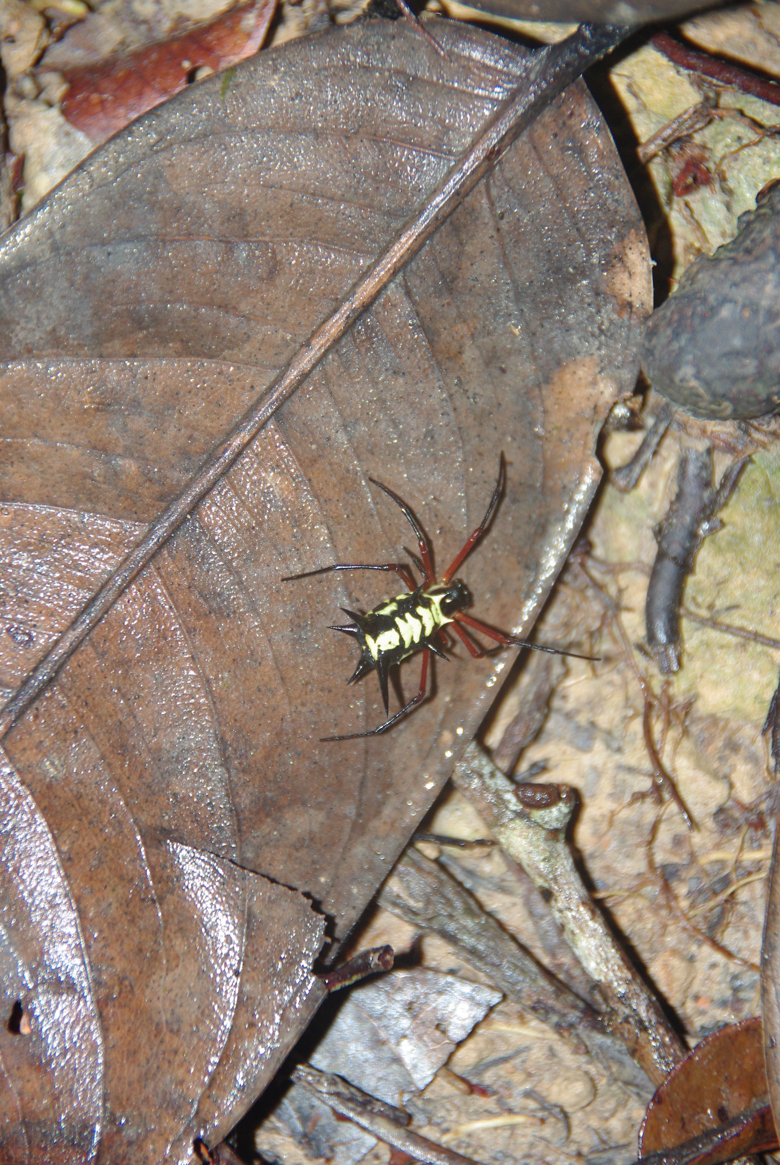 A brightly-colored spider seems to warn predators to stay away. Amazonian wildlife watching tends to consist of looking under leaves and rotten logs.