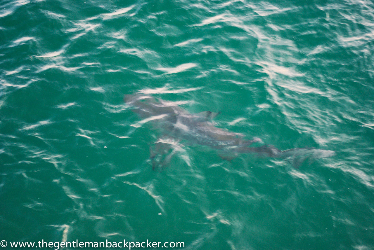 A Galapagos shark swims near the boat
