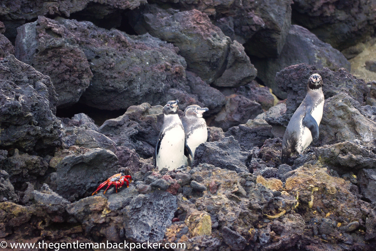 Swim with penguins!