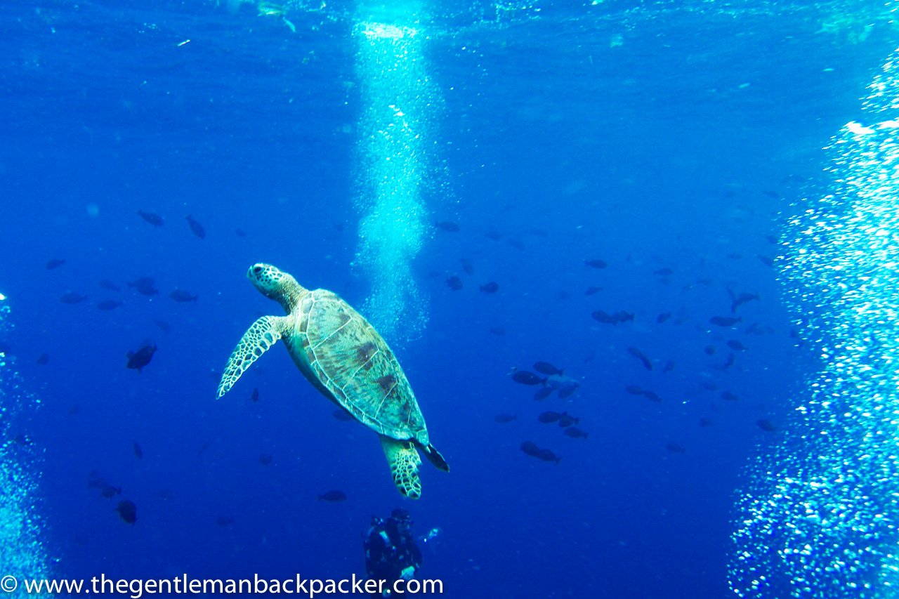An endangered green turtle rises to the surface for air, while a SCUBA diver descends upon entry into the water
