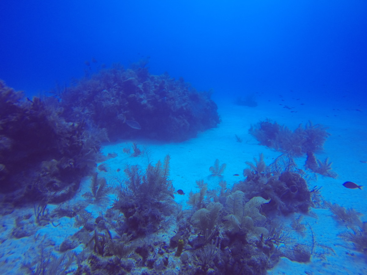 Diving Grand Cayman