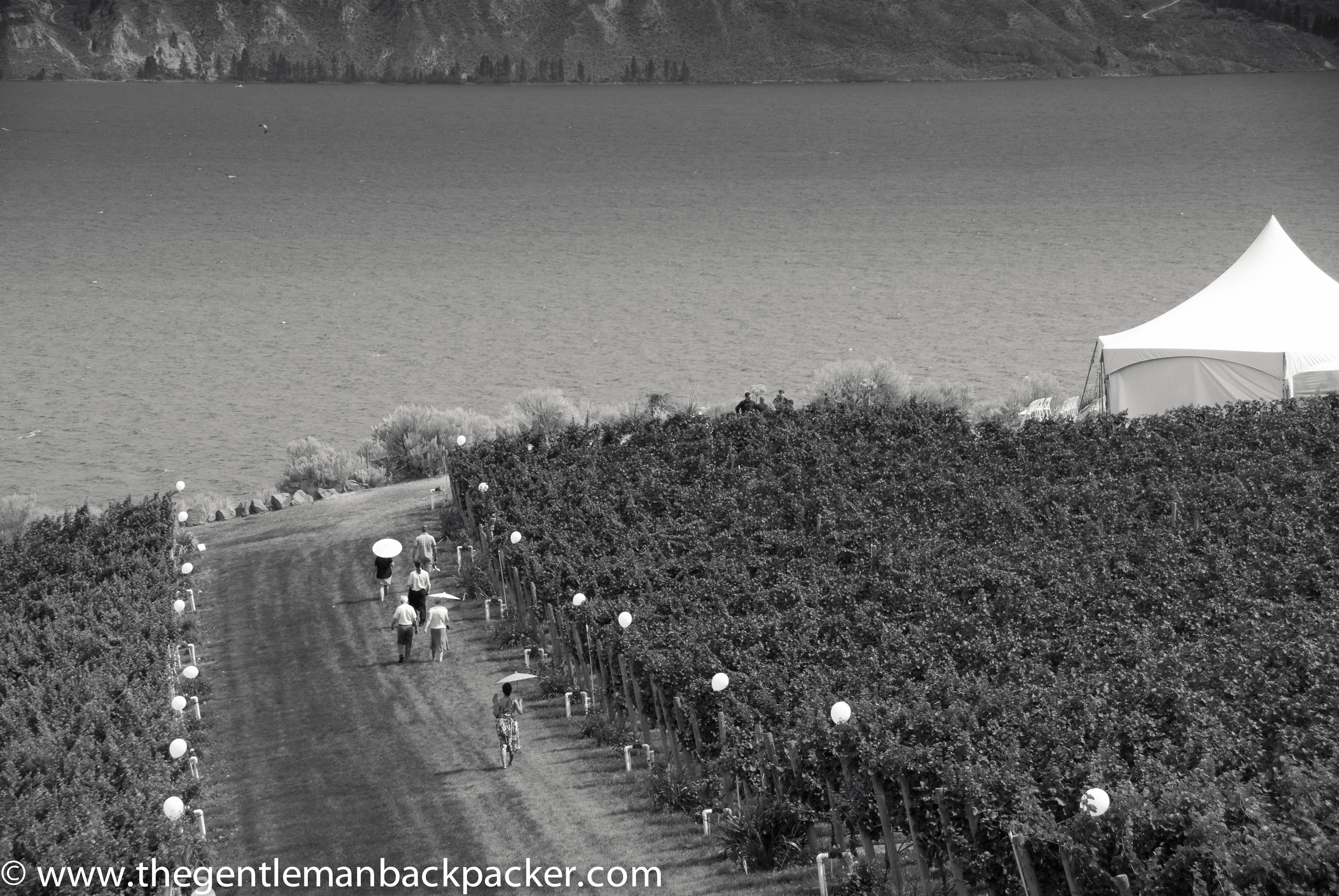 Wedding guests walk down the rows of the vineyard before the ceremony.