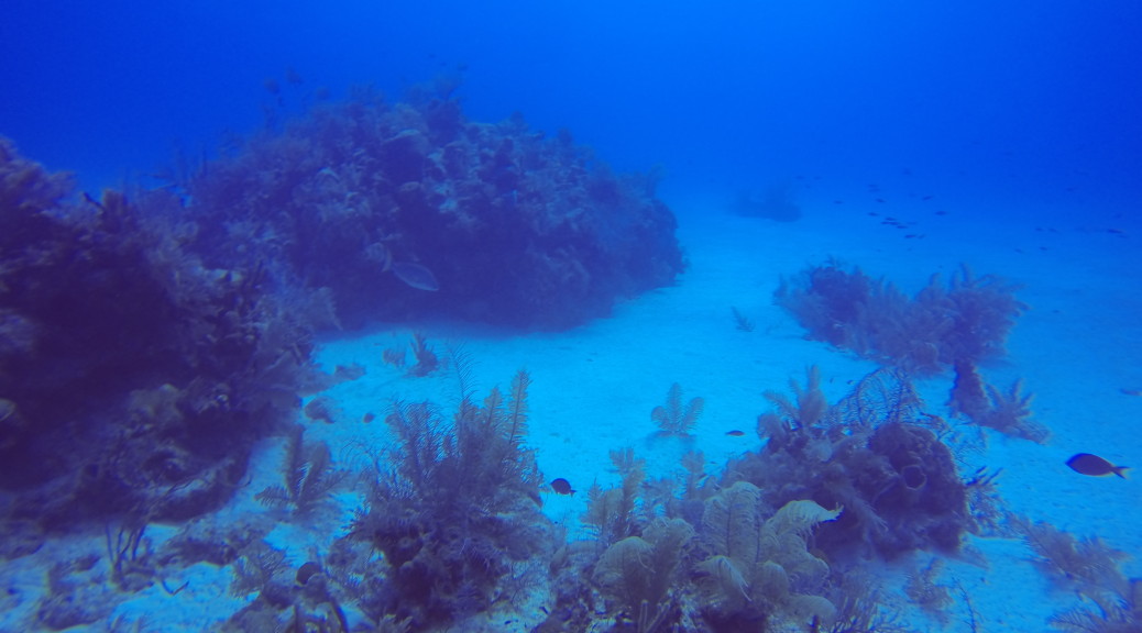 Diving Grand Cayman